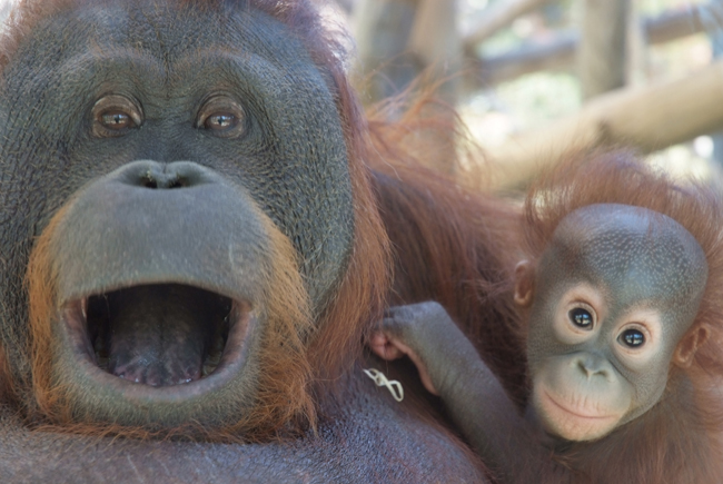 45_Orangutan_de_Borneo_650